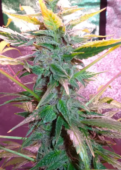 Torpedo by VIP Seeds, Photoperiod cannabis strain