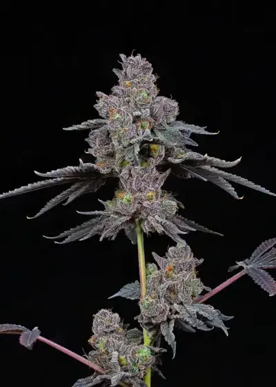 Total Eclipse by Compound Genetics, Photoperiod cannabis strain