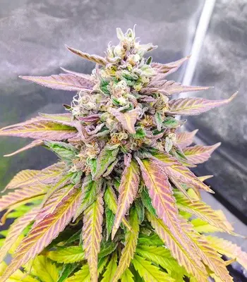 Totally Alpha OG by AlphaFem Seeds, Photoperiod cannabis strain