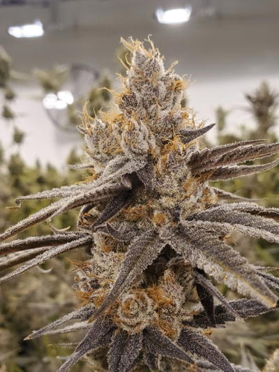 Touchdown Jesus F2 by Brothers In Farms, Photoperiod cannabis strain
