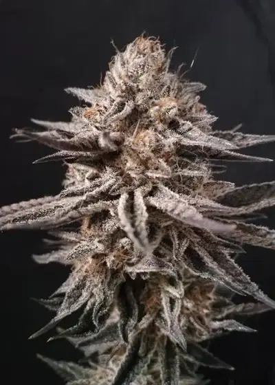 Tourmaline by SoFem Genetics, Photoperiod cannabis strain
