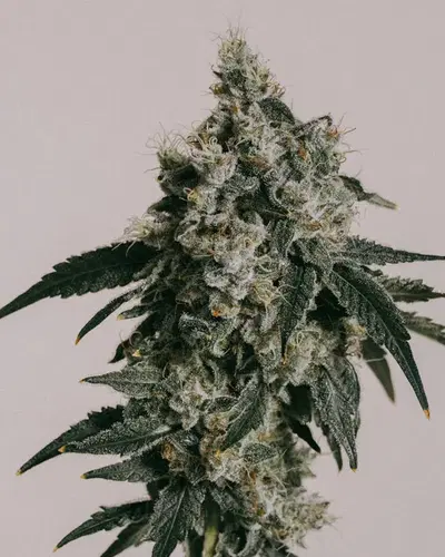 Train Wreck cannabis strain