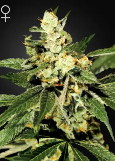 Train Wreck by Grand Daddy Purp, Photoperiod cannabis strain