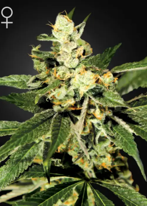 Train Wreck by Grand Daddy Purp, Photoperiod cannabis strain
