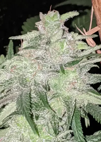 Trainwreck (Arcata Cut) by Twenty20, Photoperiod cannabis strain