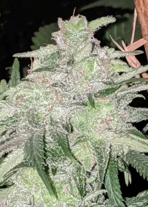 Trainwreck (Arcata Cut) by Twenty20, Photoperiod cannabis strain