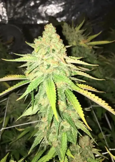 Trainwreck by Auto Seeds, Photoperiod cannabis strain