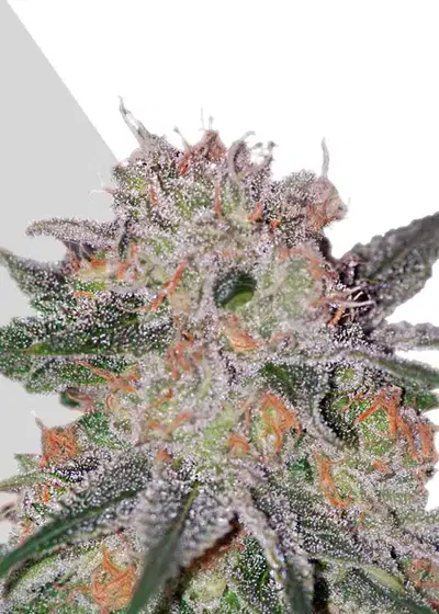 Trans Siberian by Auto Seeds, Autoflower cannabis strain