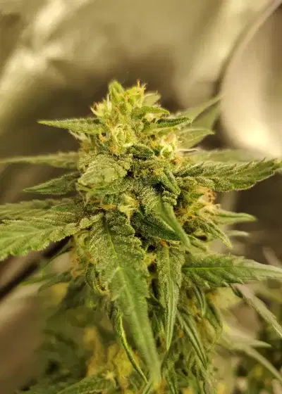 Transformer by Gage Green, Photoperiod cannabis strain