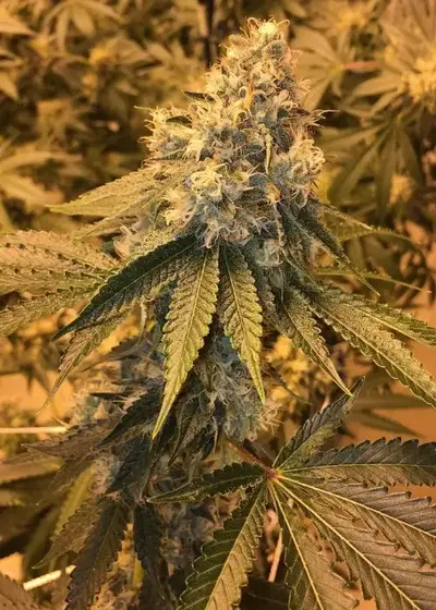 Tre OG by Top Dawg Seeds, Photoperiod cannabis strain