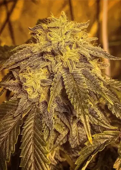 Tre Star Dawg by Top Dawg Seeds, Photoperiod cannabis strain