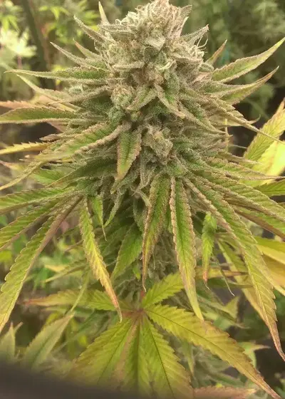 Treasure Island by Coastal Genetics, Photoperiod cannabis strain