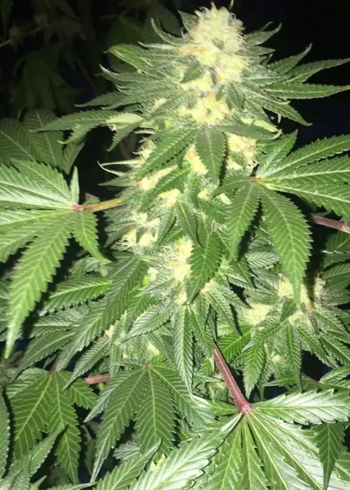 Tres Dawg IX by Top Dawg Seeds, Photoperiod cannabis strain