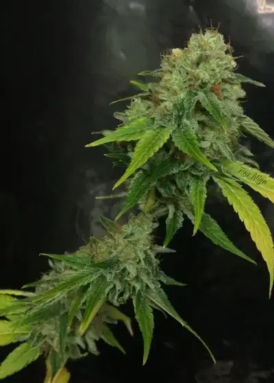 Tres Sister by Top Dawg Seeds, Photoperiod cannabis strain