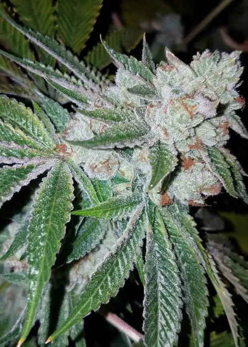 Triangle Kush S1 by Humboldt CSI, Photoperiod cannabis strain