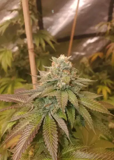 Triangle Kush x Zkittlez by Humboldt CSI, Photoperiod cannabis strain