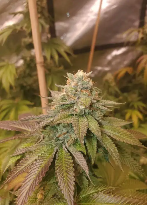 Triangle Kush x Zkittlez by Humboldt CSI, Photoperiod cannabis strain