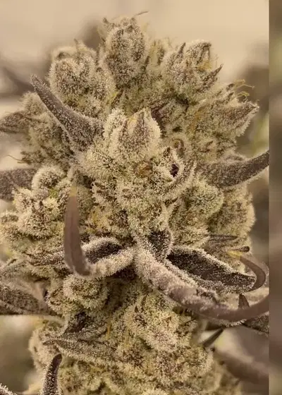 Tricho Jordan by Beleaf Cannabis, Photoperiod cannabis strain