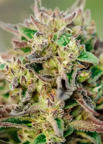 TriCross by Atlas Seed, Autoflower cannabis strain