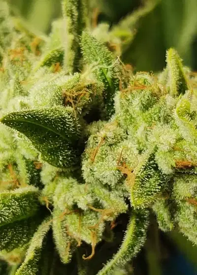 TriFi Sundae by Cannarado Genetics, Photoperiod cannabis strain