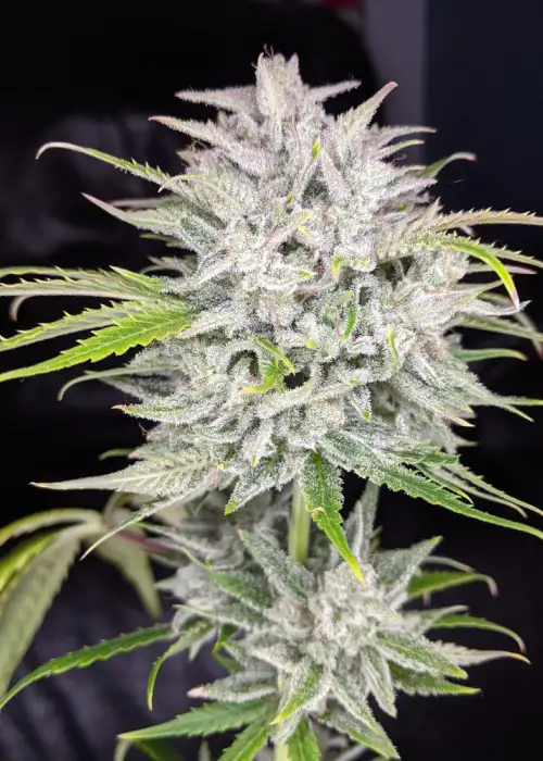 Triks Auto by Twenty20, Autoflower cannabis strain