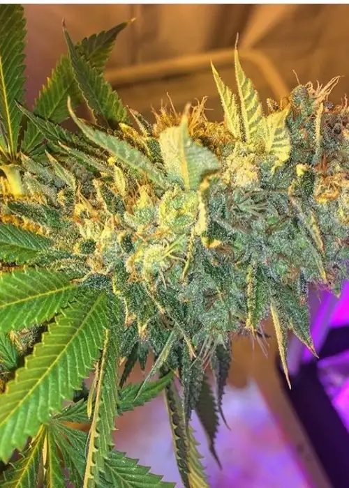 Triple Cherry Diesel by SinCity Seeds, Photoperiod cannabis strain