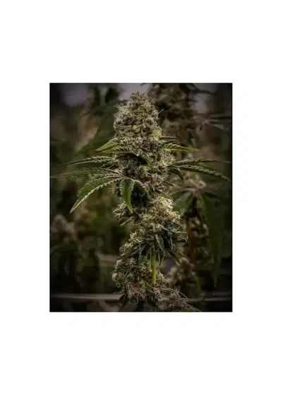Triple Dragon F2 by 7 East Genetics, Photoperiod cannabis strain
