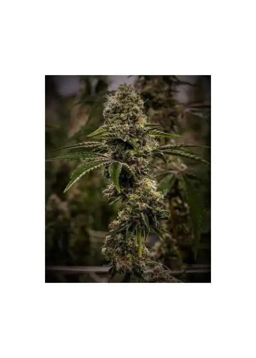 Triple Dragon F2 by 7 East Genetics, Photoperiod cannabis strain