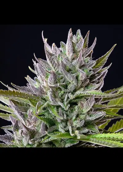 Triple G by Royal Queen Seeds, Photoperiod cannabis strain