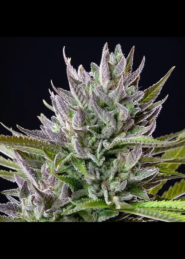 Triple G by Royal Queen Seeds, Photoperiod cannabis strain