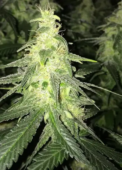 Triple Nova Feminized by Cannaventure Seeds, Photoperiod cannabis strain