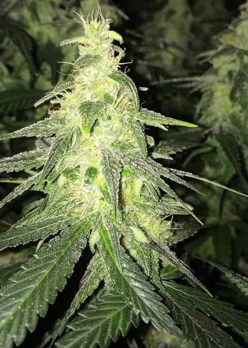 Triple Nova Feminized by Cannaventure Seeds, Photoperiod cannabis strain