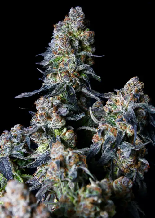 Triple Scoop by Crockett Family Farms, Photoperiod cannabis strain