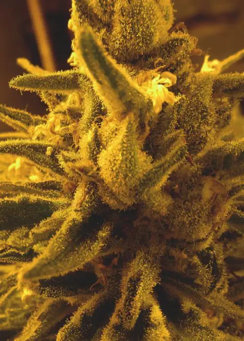 Triple X by Future Genetix, Photoperiod cannabis strain
