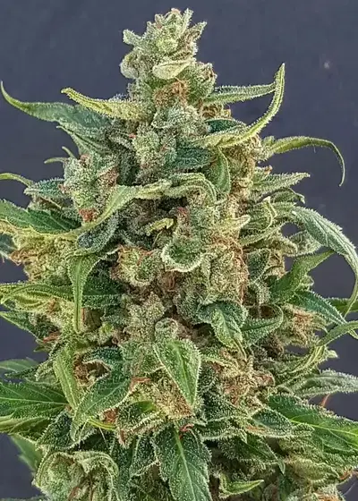 Triple XL Auto by Lineage Genetics, Autoflower cannabis strain