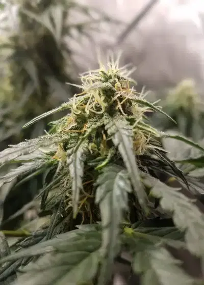 Trippy Gorilla Auto by Big Head Seeds, Autoflower cannabis strain