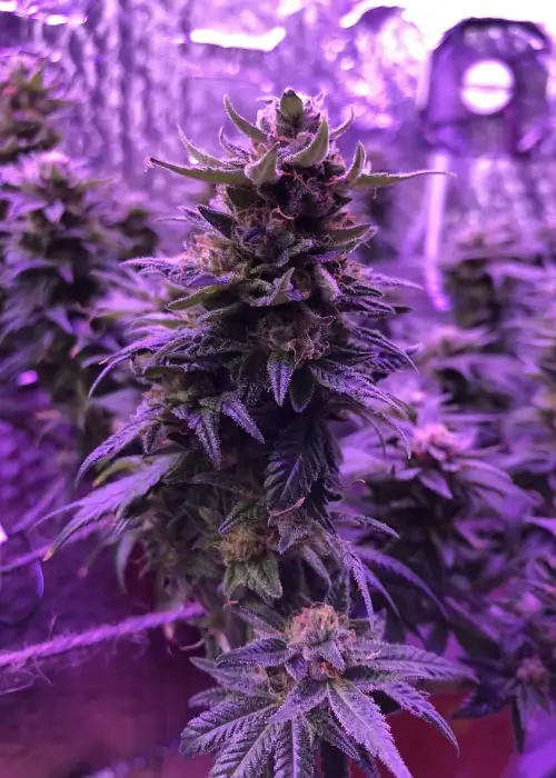 Trippy Gorilla by Big Head Seeds, Photoperiod cannabis strain