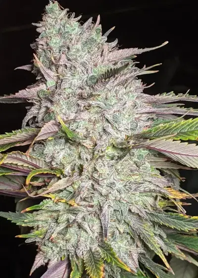Trizkit Auto by Twenty20, Autoflower cannabis strain