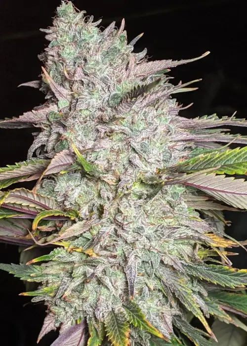 Trizkit Auto by Twenty20, Autoflower cannabis strain