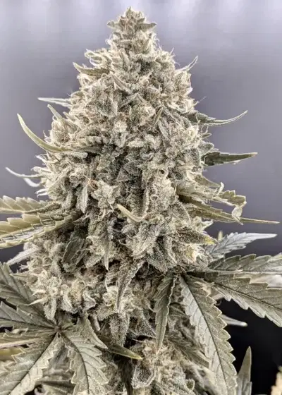 Trizzlers Auto by Twenty20, Autoflower cannabis strain