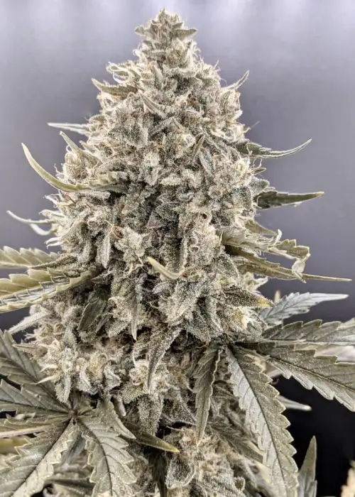 Trizzlers Auto by Twenty20, Autoflower cannabis strain