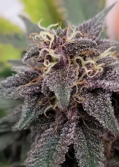 Trop Cookies x Hindu Kush Skunk by SoFem Genetics, Photoperiod cannabis strain