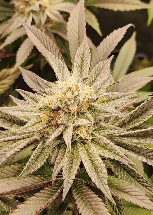 Trop Zero by SoFem Genetics, Photoperiod cannabis strain