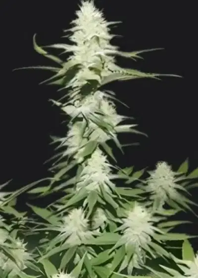 Tropa de Elite by Maconha Seeds Bank, Autoflower cannabis strain