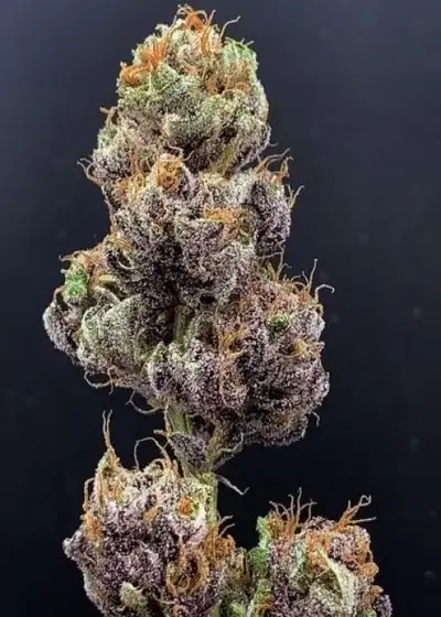 Tropaya by Oni Seed co., Photoperiod cannabis strain