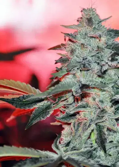 Tropic Lightning by Ocean Grown Seeds, Photoperiod cannabis strain