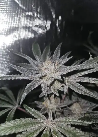 Tropic'ozz by Perfect Tree, Photoperiod cannabis strain