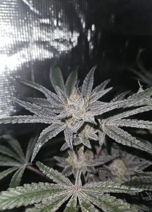Tropic'ozz by Perfect Tree, Photoperiod cannabis strain