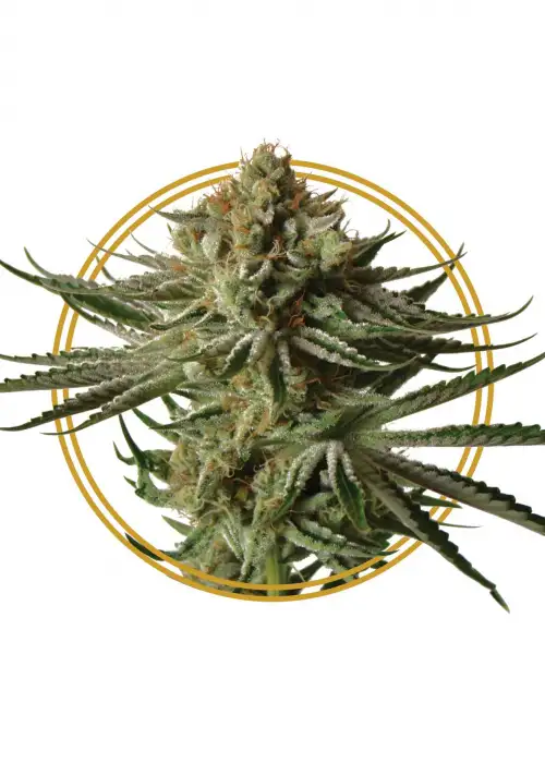 Tropical Kush by Copenhagen Seed Company, Photoperiod cannabis strain