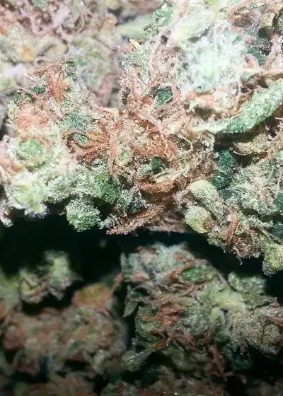 Tropical OG by 710 Genetics, Photoperiod cannabis strain